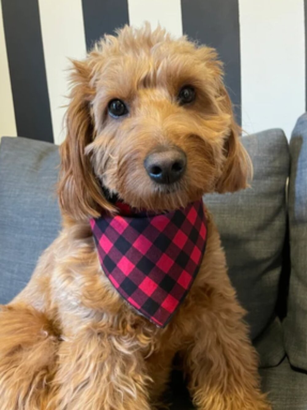 Red Black Buffalo Plaid Lumberjack Dog Bandana Large XL Tie-On